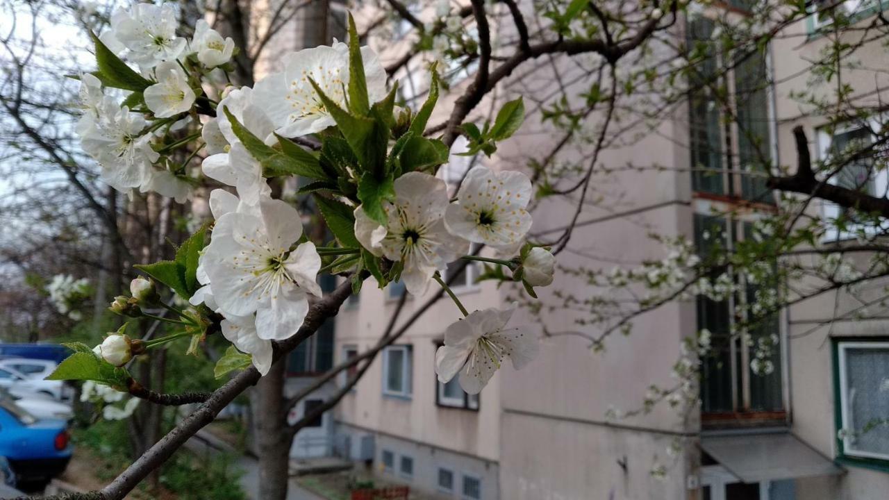 Gesztenyes Apartman Miskolc Eksteriør billede